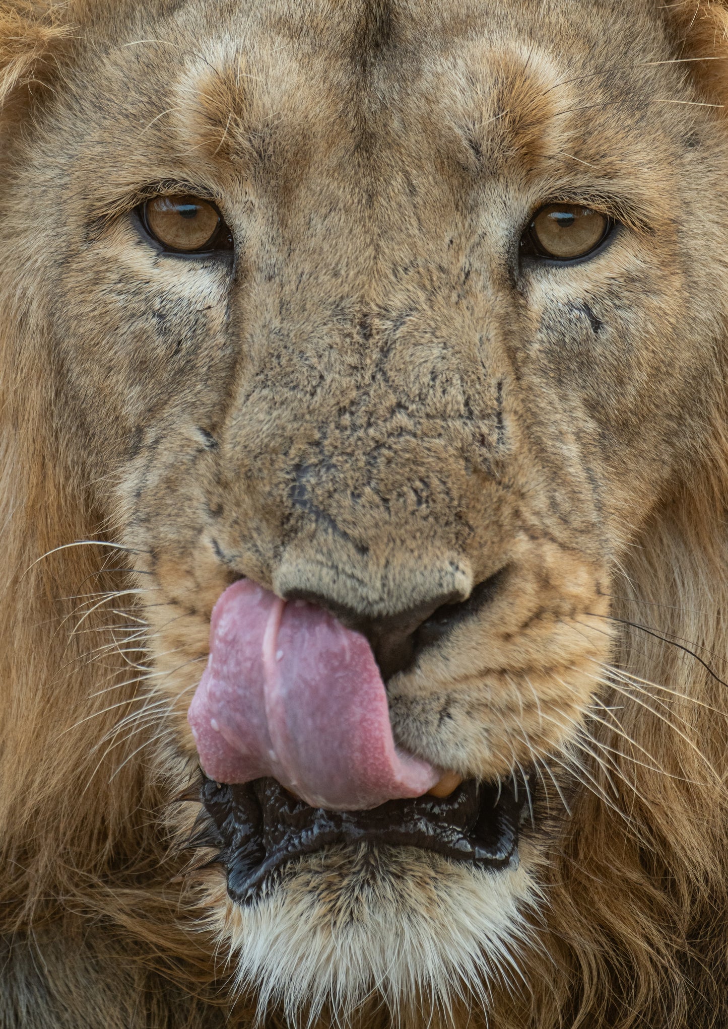 The Lions Of Bharat: A Political Safari By Rohan Trivedi