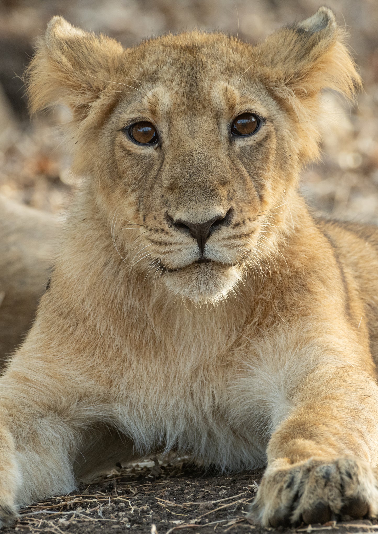 The Lions Of Bharat: A Political Safari By Rohan Trivedi