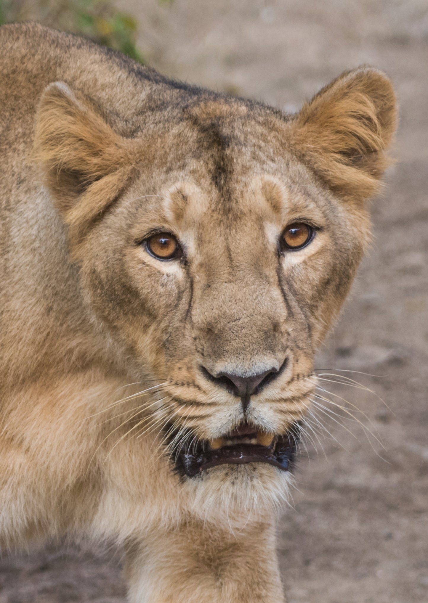 The Lions Of Bharat: A Political Safari By Rohan Trivedi