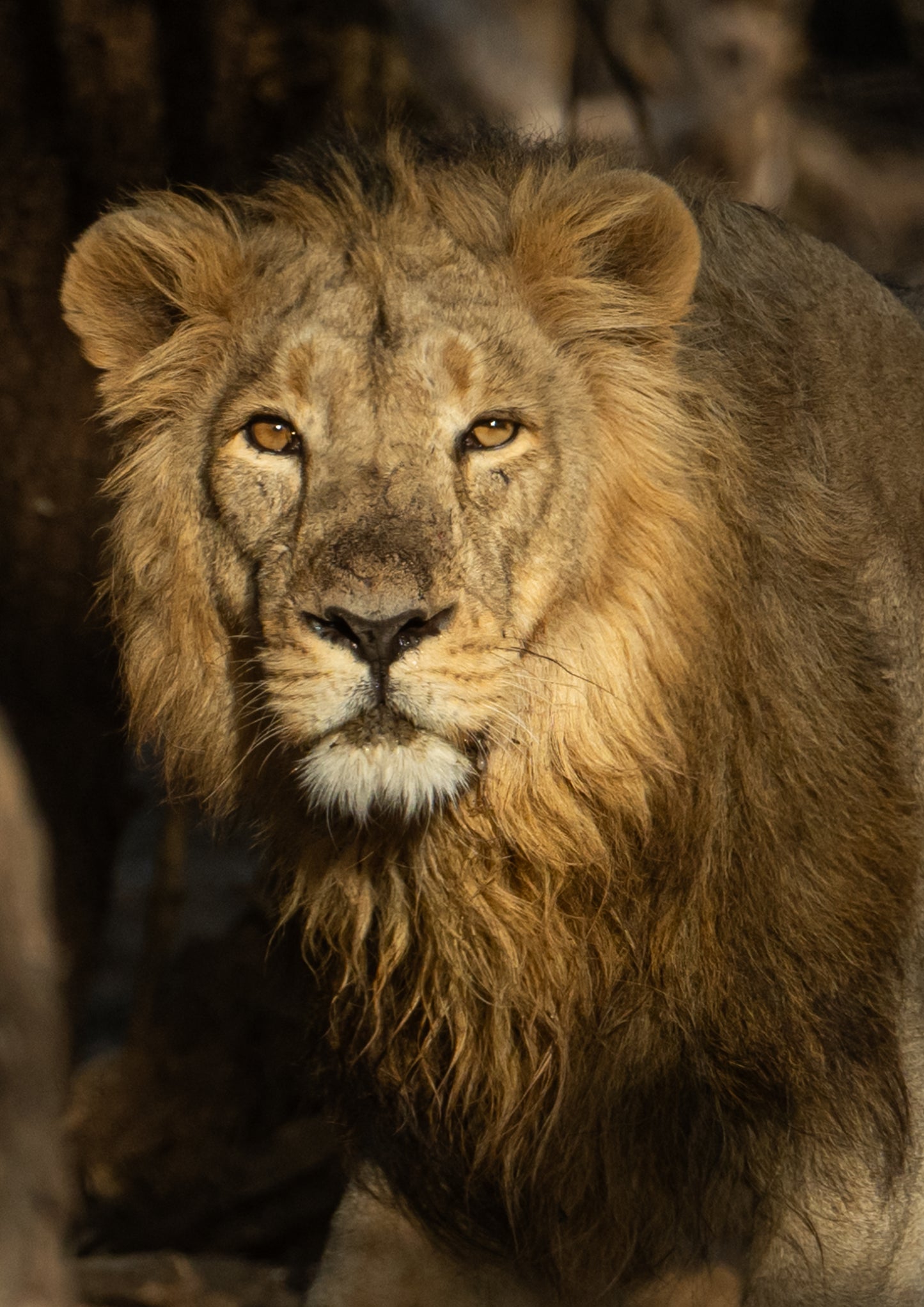 The Lions Of Bharat: A Political Safari By Rohan Trivedi