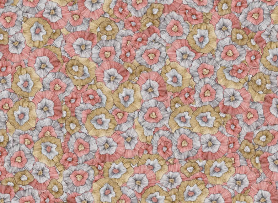 Dahlia Modal Silk Saree